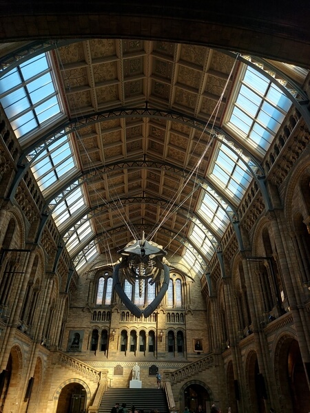 Blue whale skeleton in the Natural History Museum