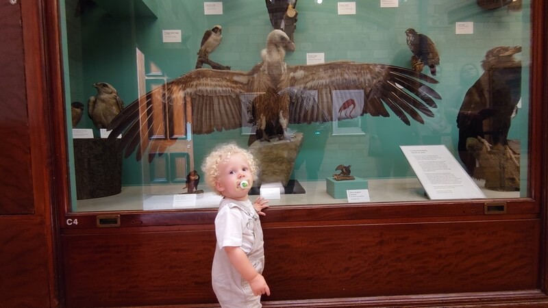 Louis with some big birds