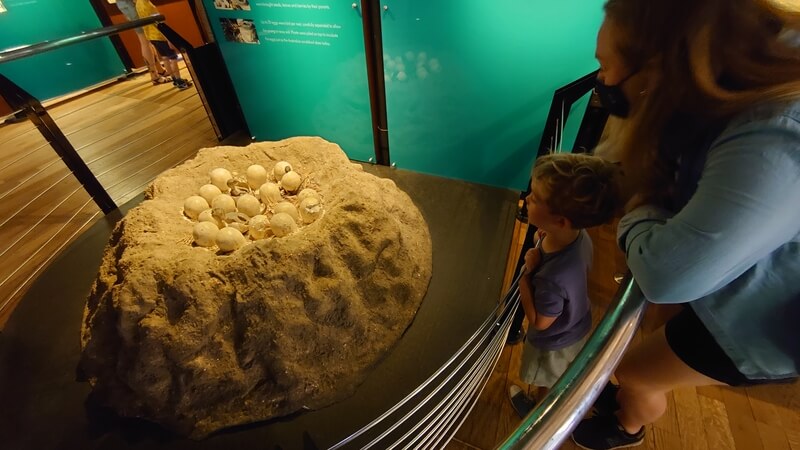 Marley looking at a dinosaur eggs in a nest